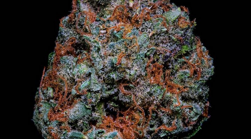 Tauche ein in die Welt von Crazy Roses Fast Version: Ein Potenzial von 27–30 % THC