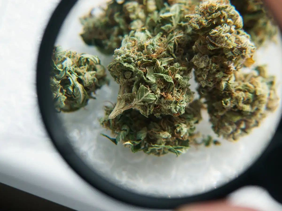 Exklusive Raritäten entdecken – Cannabissamen kaufen legal in Deutschland