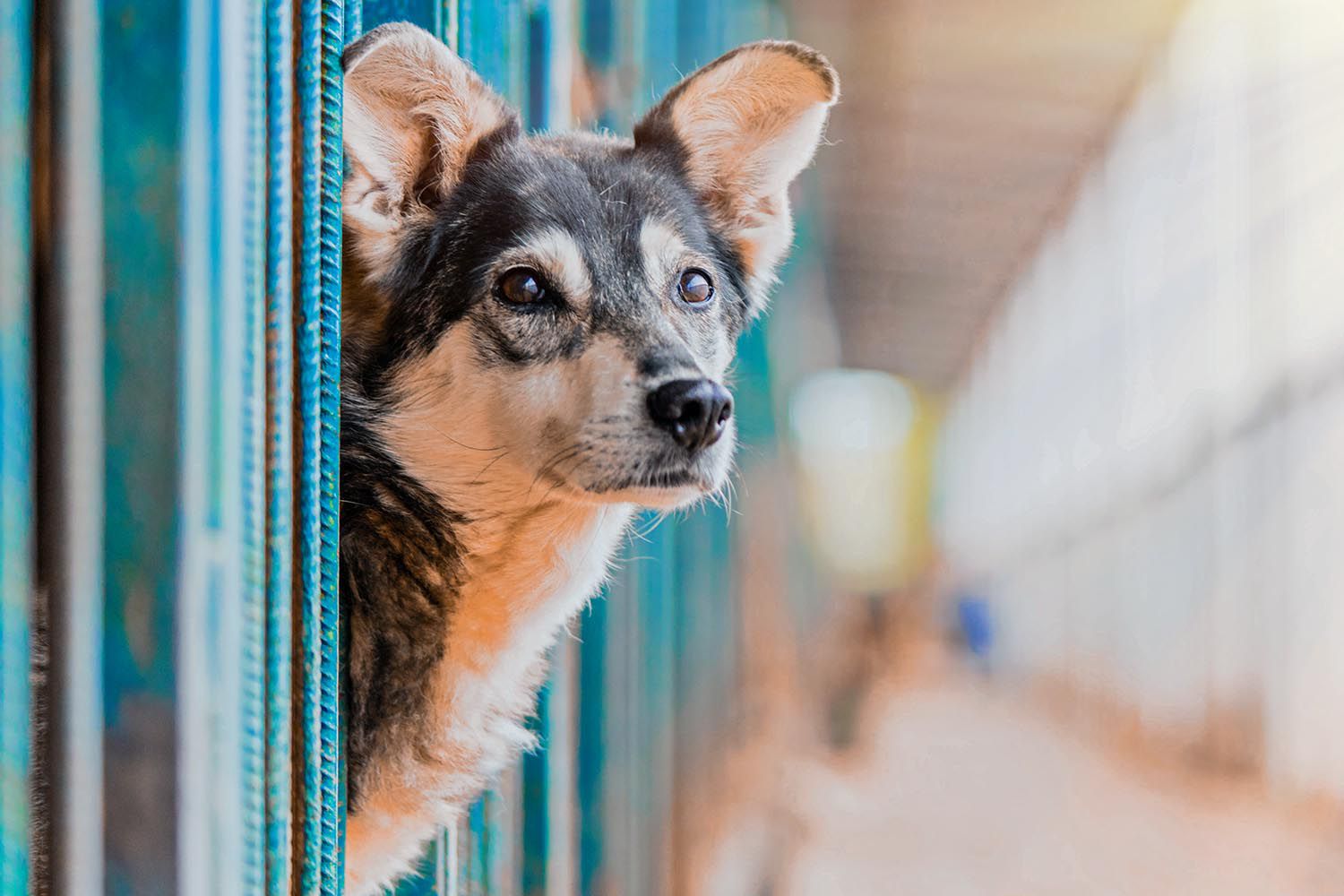 Entdecken Sie Ferienhausermithund.de – Ihre Plattform für hundefreundliche Unterkünfte